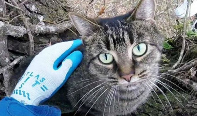 Спасатель котов 4 года снимает кошек с деревьев (2 фото)