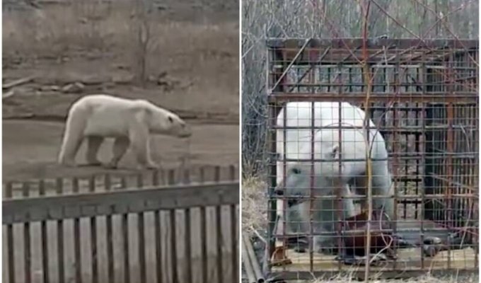 В Якутии наконец поймали белого медведя, который забрел в поселок (11 фото + 1 видео)