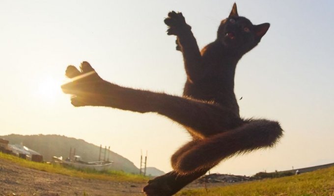 Подборка 20 забавных танцующих котов