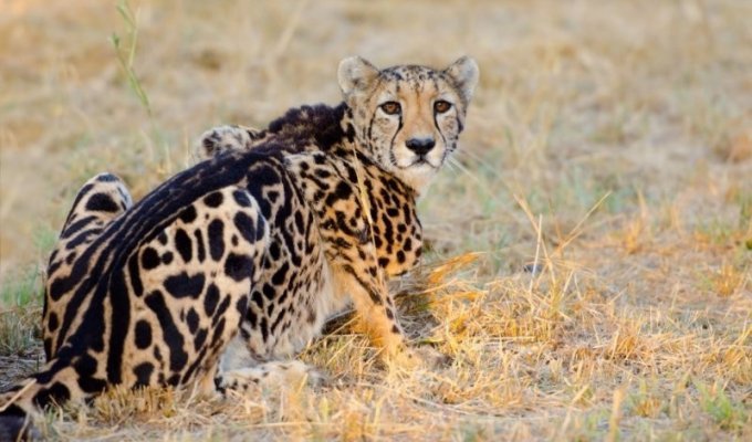 Королевский гепард: дикая кошка неземной красоты (8 фото)