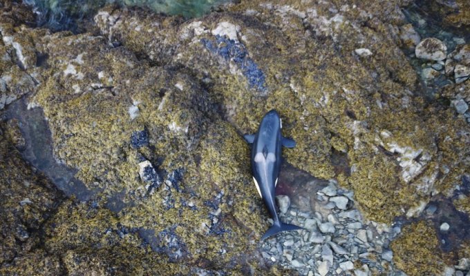 Добрые люди спасли косатку, выброшенную на мель у берегов Аляски (5 фото + 1 видео)