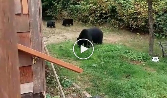 Житель Канады вежливо попросил медведей уйти с его двора и они согласились