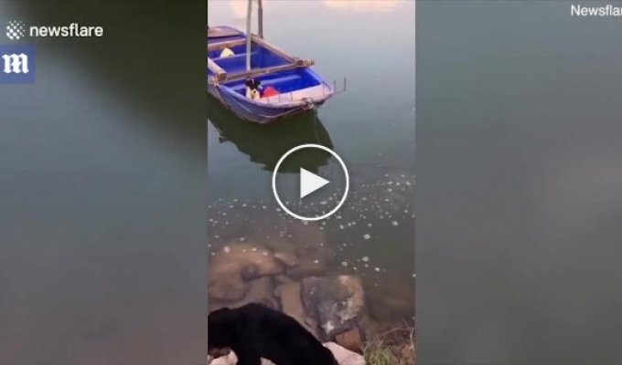 Собака прыгнула воду, чтобы спасти боящегося плавать щенка