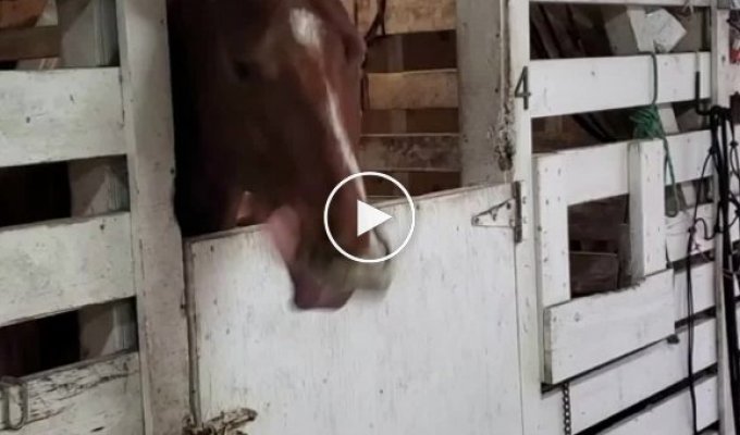 Как развлекаются некоторые лошади