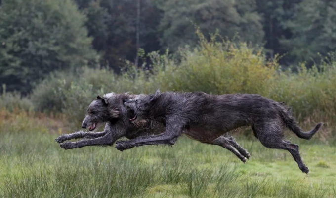 Ирландский волкодав: верный друг в теле жуткого зверя (7 фото)