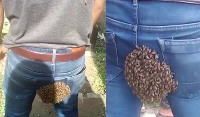 Пчёлы, следуя за маткой, обосновались на задней части индийца (5 фото + 1 видео)