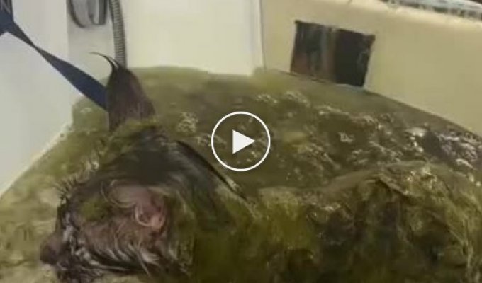 Расслабляющие травяные спа-процедуры для котиков