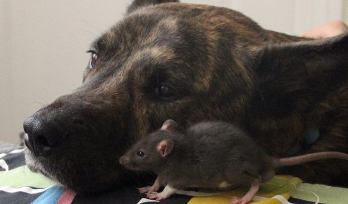 Трогательная дружба между овчаркой и крысой не оставит вас равнодушными (9 фото)