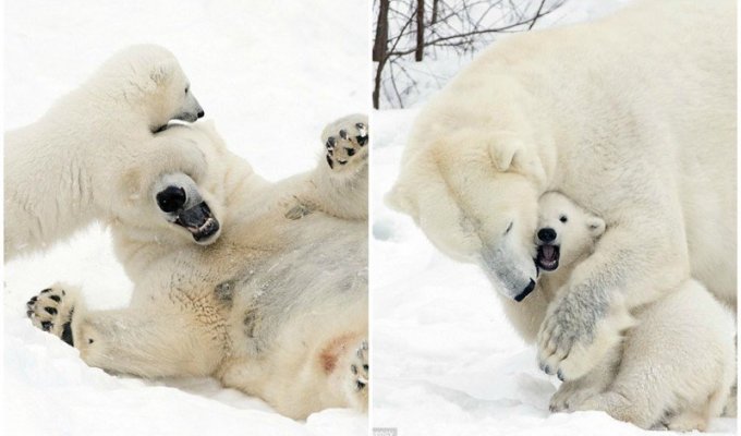Белый медвежонок играет с мамой (16 фото)
