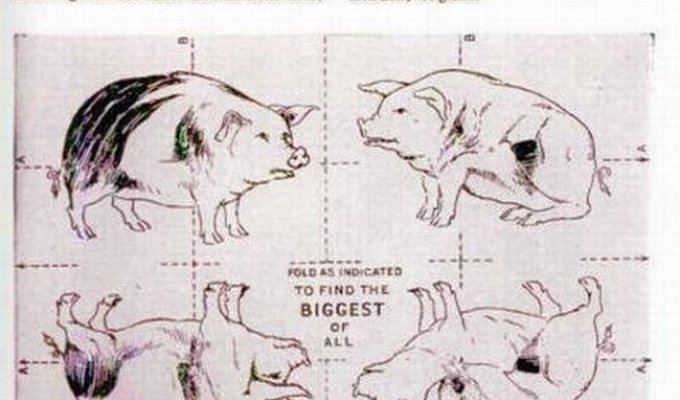 Самая большая свинья в мире (3 фото)