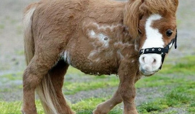 Очаровательная карликовая лошадь Koda (10 фото)