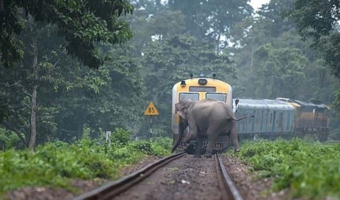 Слоны переходят железную дорогу за мгновение до того, как проехал поезд (7 фото)