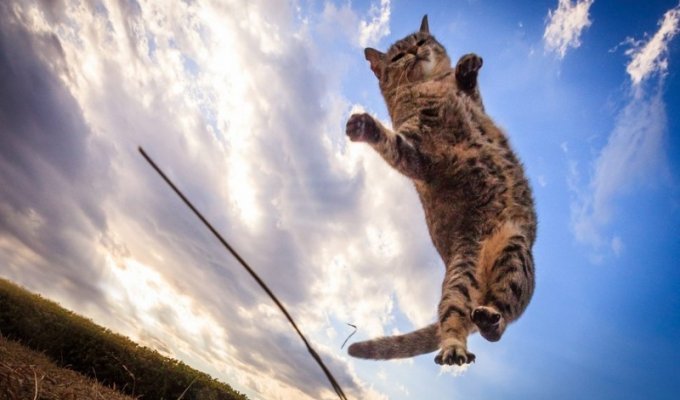 Удивительные летающие кошки (14 фото)