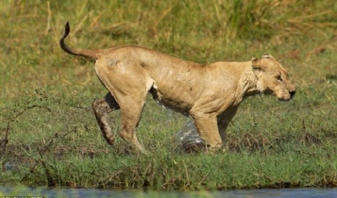 Схватка львицы и крокодила (11 фото)