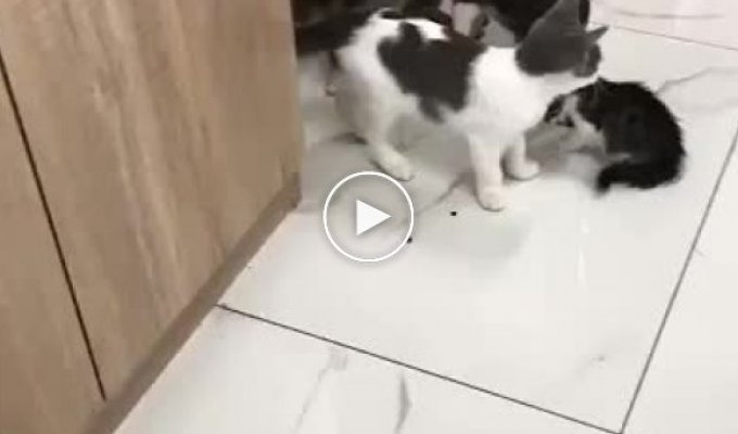 Жадный котенок отказался делиться кормом со своими сородичами