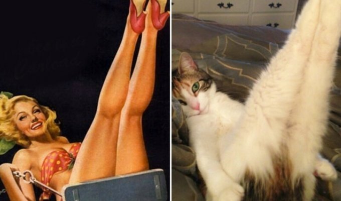 Кто круче? 20 котеек, которые позируют в стиле девушек пин-ап (21 фото)