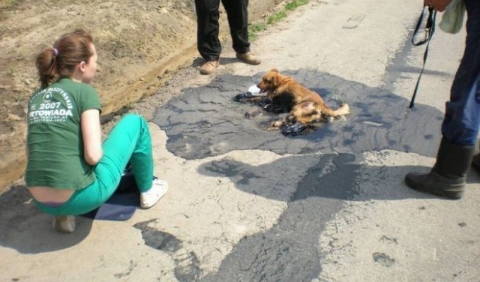 Спасение собаки из расплавившегося асфальта (5 фото)