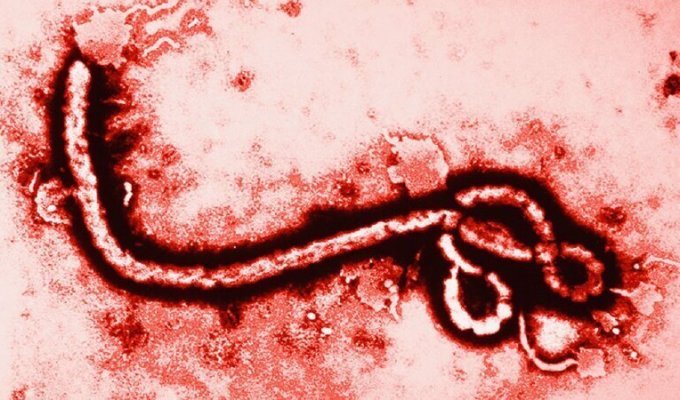 В Конго разрастается эпидемия вируса Эбола (2 фото)