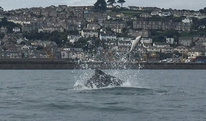 Редкие кадры: дельфины выбрасывают из воды своего собрата (6 фото)