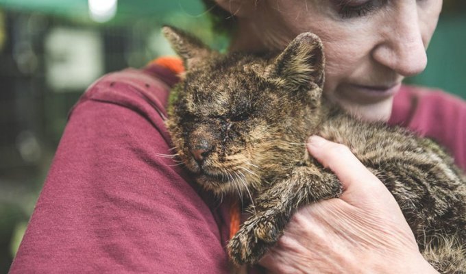 Женщина взяла на руки кота, к которому другие боялись даже подходить (10 фото)