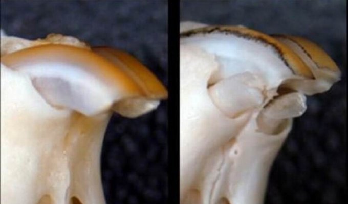 Ученые научились выращивать зубы (3 фото)