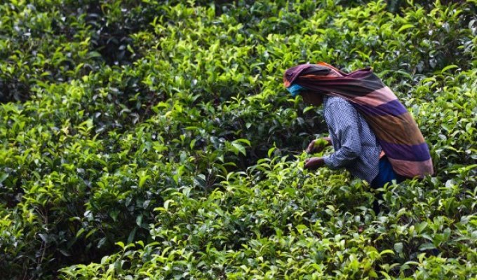 Как делают чай, Шри-Ланка (67 фото)