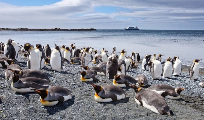 Остров пингвинов (14 фото)