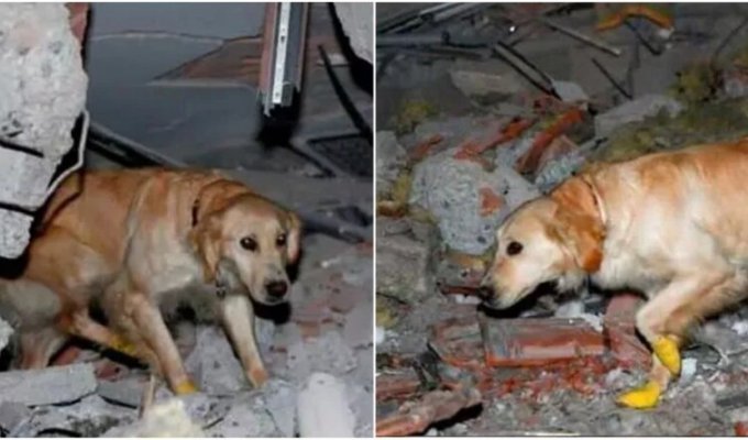 В Турции собака с травмированными лапами нашла 5 человек под завалами (4 фото)