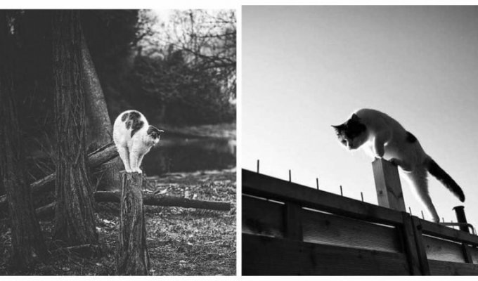 Без кота и жизнь не та: уравновешенные коты-акробаты демонстрируют чудеса баланса (29 фото)