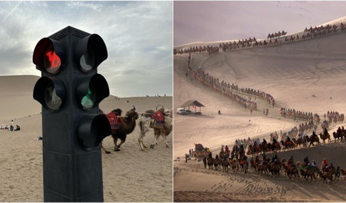 В китайских поющих дюнах появились пробки из верблюдов (3 фото + 2 видео)
