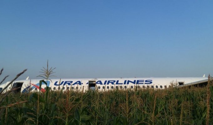 Пилотов, сумевших посадить самолет Airbus А321 на кукурузное поле, представят к государственным наградам