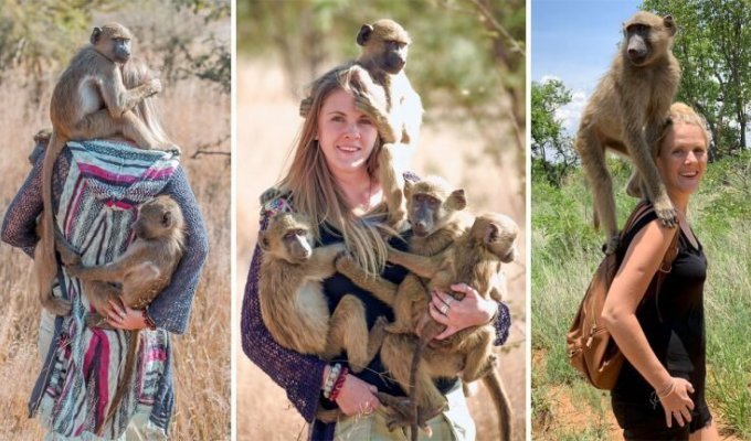 Большая мама: девушка-красавица воспитывает десятки осиротевших обезьянок (5 фото + 1 видео)
