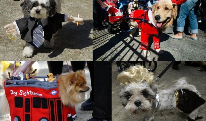 Собачий парад в честь Хэллоуина прошел в Нью-Йорке (32 фото)