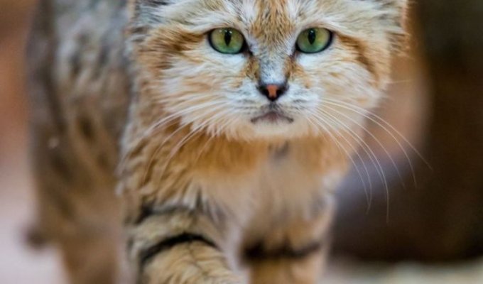 Шерстяной обитатель пустыни Барханная кошка (6 фото)