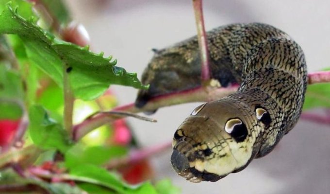 Гусеница, которая маскируется в змею (2 фото)