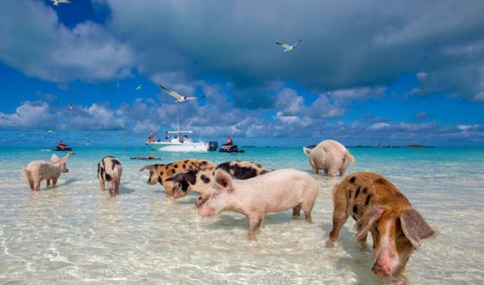 Свиньи, которым живется лучше, чем многим из нас (13 фото)