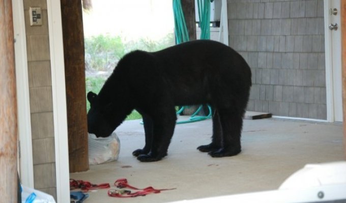 Невероятная история человека, который рискнул своей жизнью ради тонувшего медведя (16 фото)