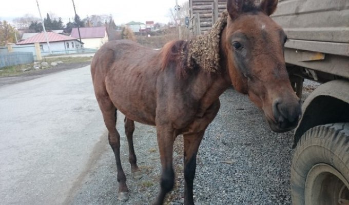 На Урале в центре города жители нашли бездомного коня (3 фото)