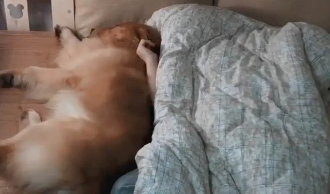 Мужчина собрал для питомца отдельную кровать, но тот не стал изменять своим привычкам (10 фото + 1 видео)