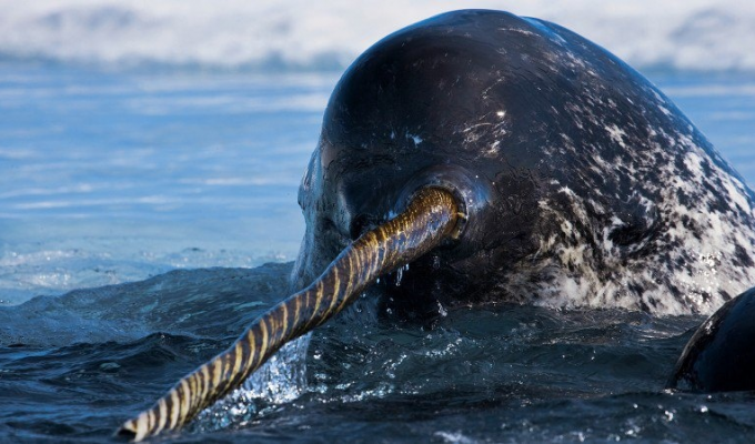 Нарвал: зачем киту копьё на носу? (11 фото)