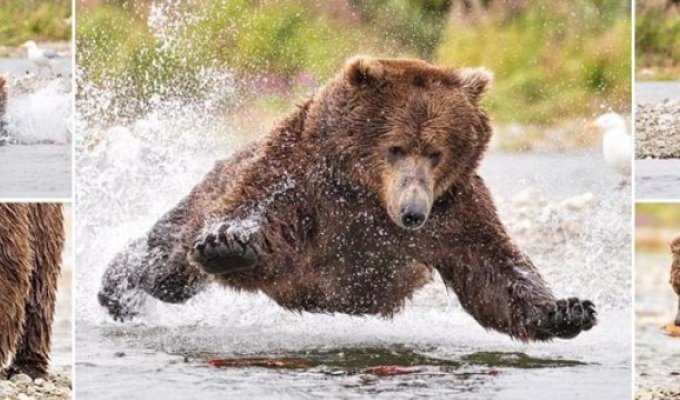 Невероятный полет медведя во время охоты на лосося (10 фото)