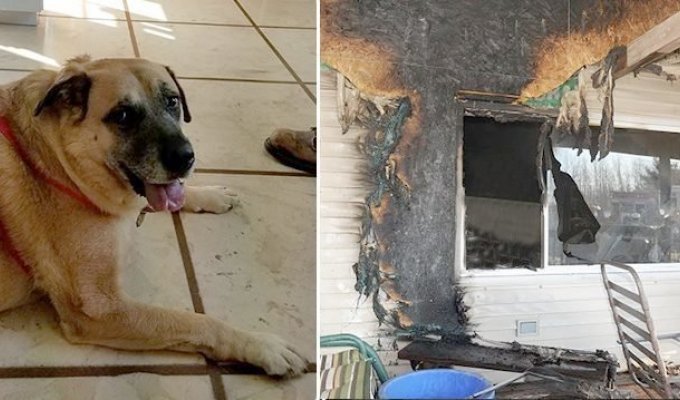 Cемья вернулась в сожженный дом спустя 2 месяца, в котором собака стала рычать и рыть пол (6 фото)