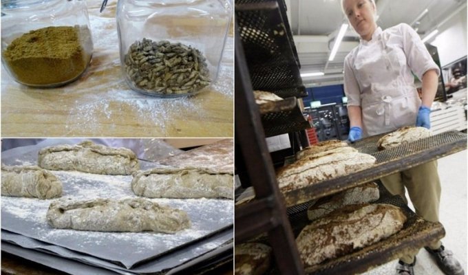 В Финляндии пекут хлеб из сверчков (6 фото)