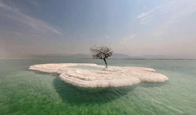 "Древо жизни", растущее на соляном острове посреди Мёртвого моря (6 фото + 1 видео)