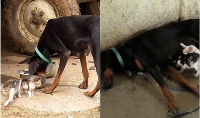 Собака потеряла своих щенков, но взяла под опеку осиротевших котят (6 фото + 2 видео)