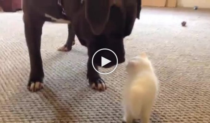 Маленький котенок встретил огромного питбуля