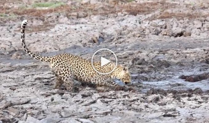 Вынырнувший из грязи бегемот спугнул леопарда
