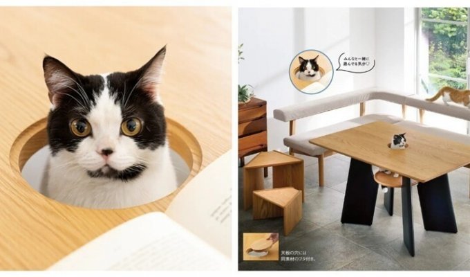 Пообедать с питомцем: в Японии придумали стол с отверстием для кота (4 фото)