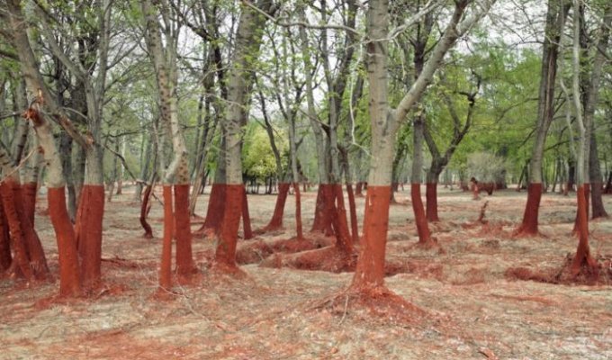 Трагедия в венгерском лесу (9 фото)