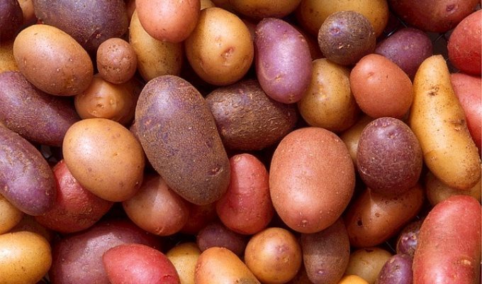 День знакомства Европы с картофелем